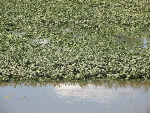 Figure 1: Partially submerged soybean plants have an increased chance of survival compared with completely submerged plants.