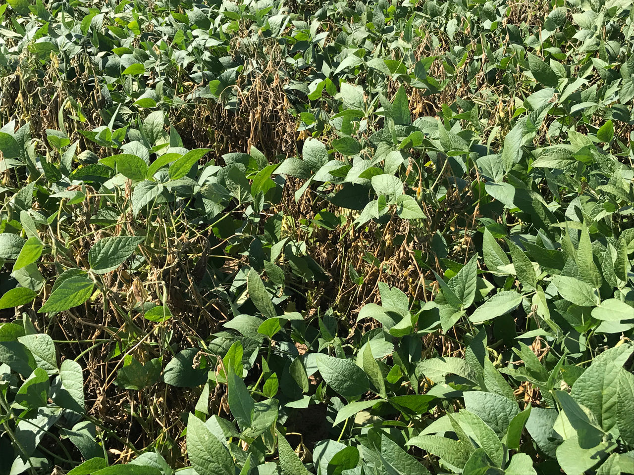 White mold infection in soybean. 