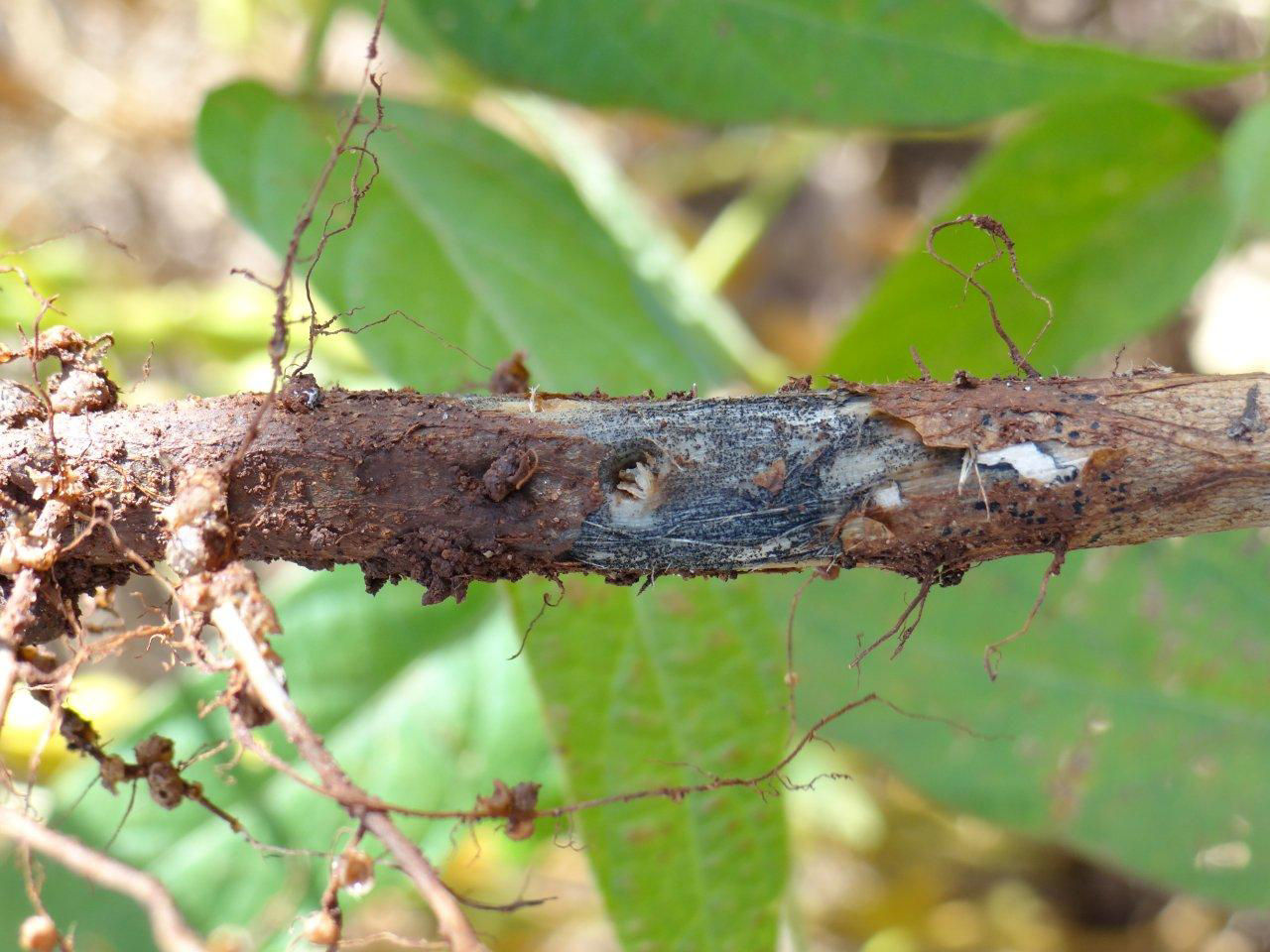 Figure 3. Characteristic charcoal rot symptoms when stem epidermis is scraped off. 