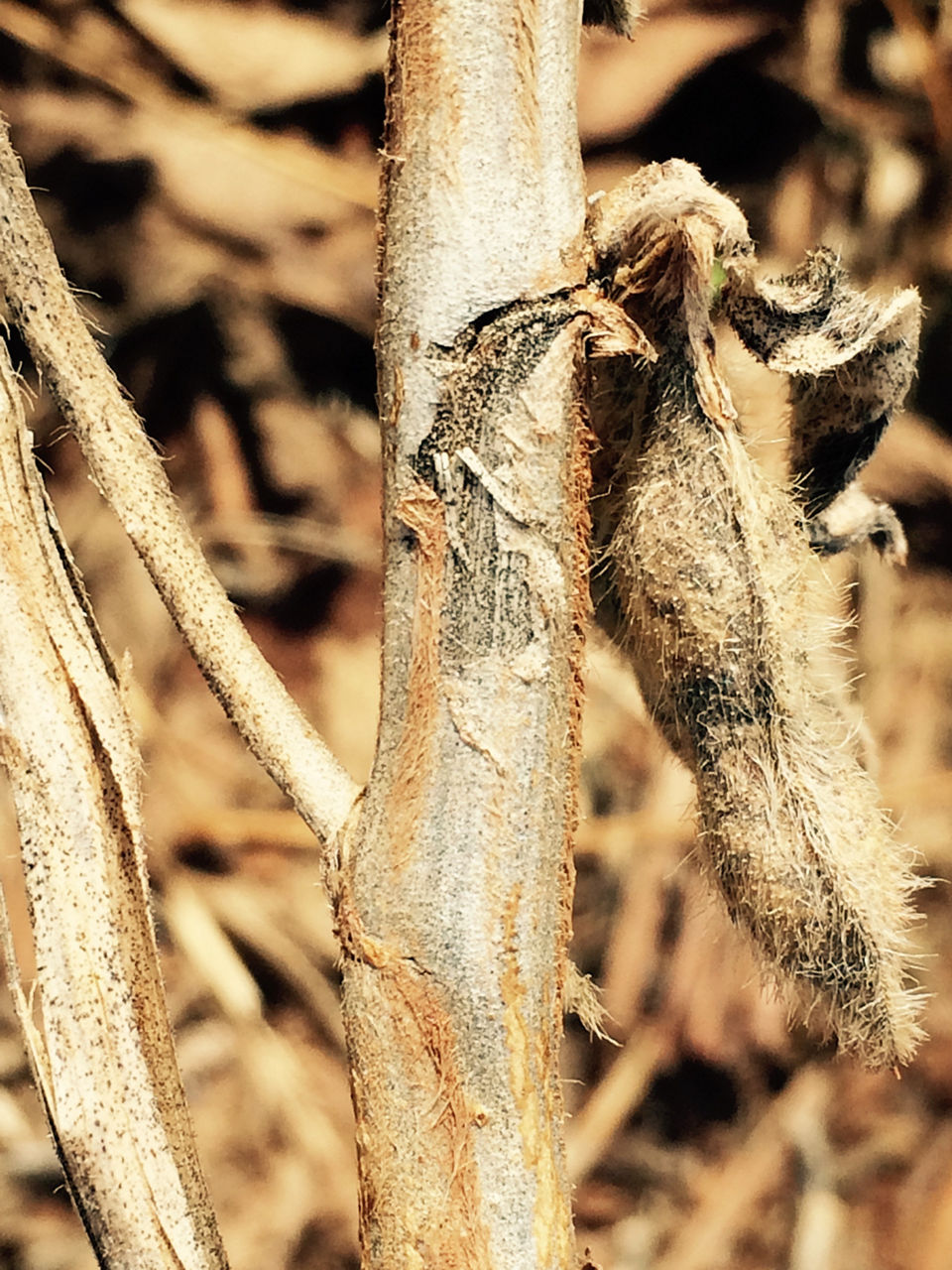 Figure 4. Outer layer of stem develops black microsclerotia.