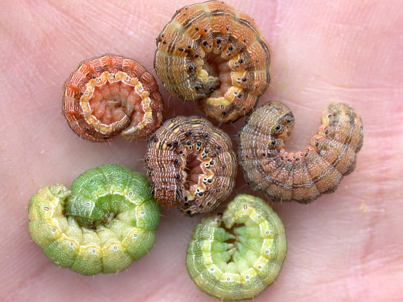 Corn earworm larvae, showing a wide variety of pigmentation.