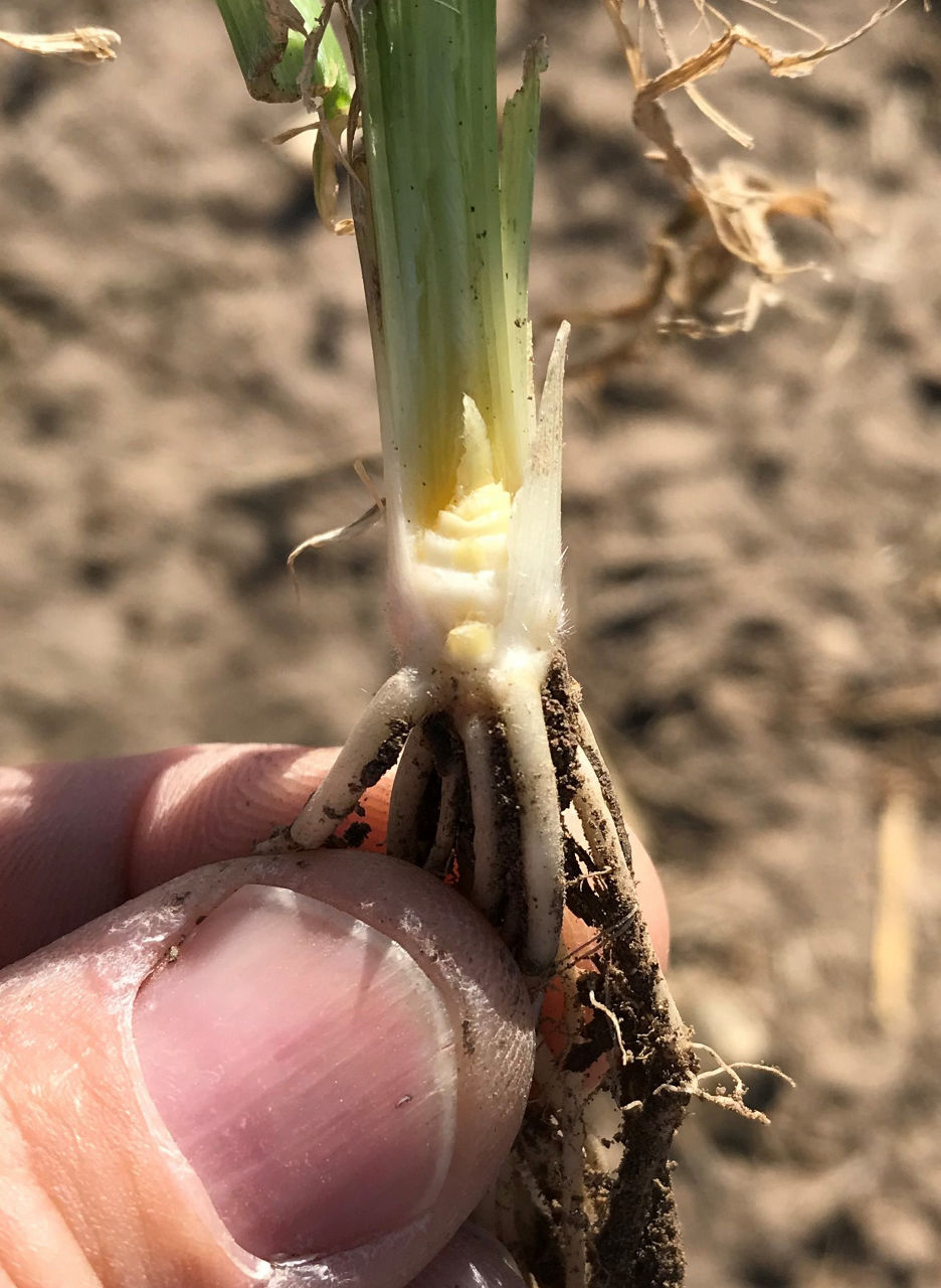 The exposed growing point of a corn seedling after spitting the stalk.
