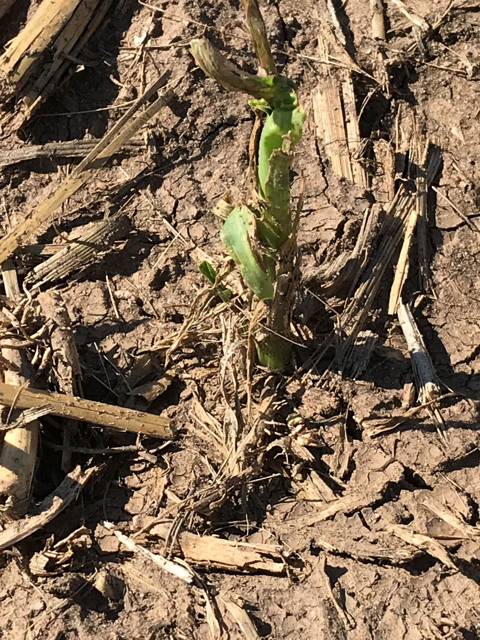 New growth appearing from whorl 9 to 10 days after hail event.
