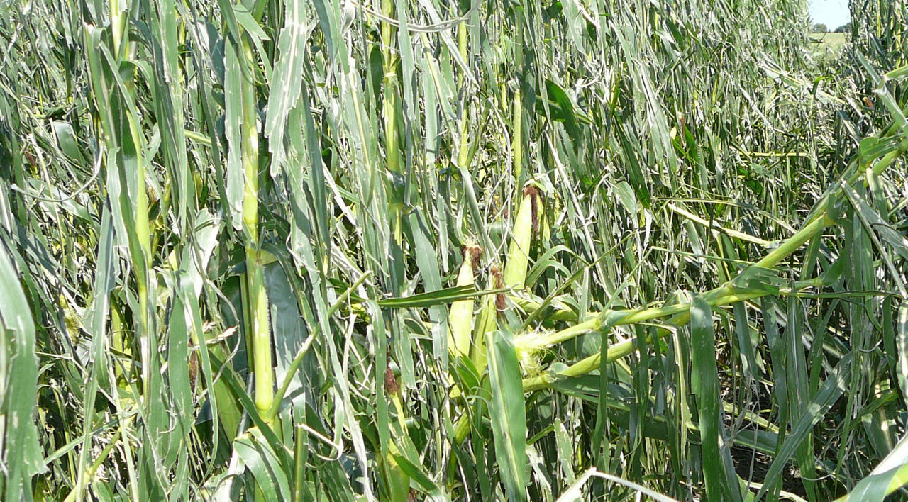 Figure 1. Leaf stripping resulting from a hail event. 