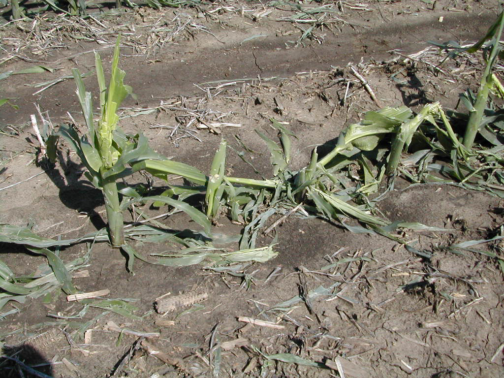 Figure 2. Damaged corn plants from hail. 