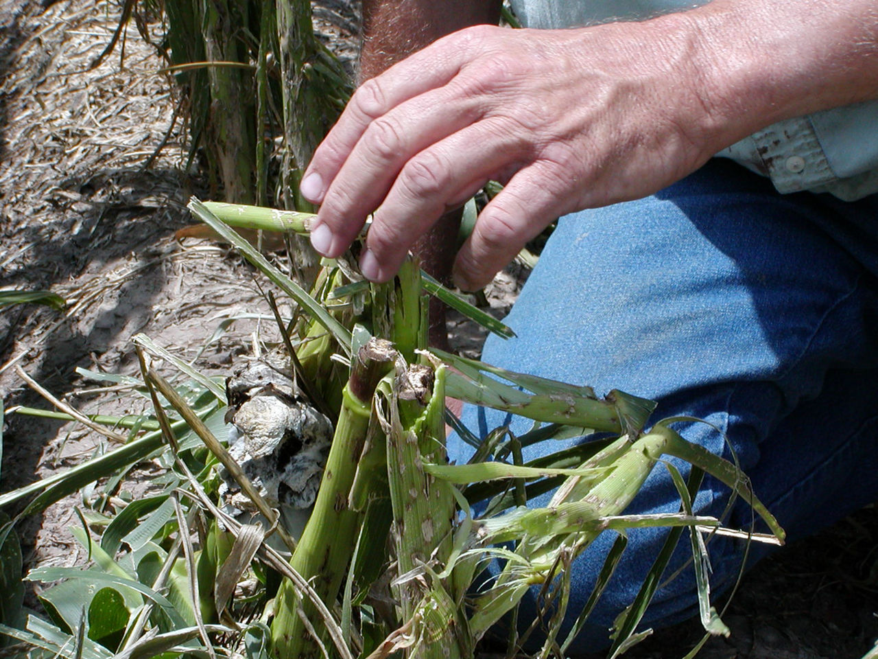 Figure 3. Stalk breakage and bruising from hail. 