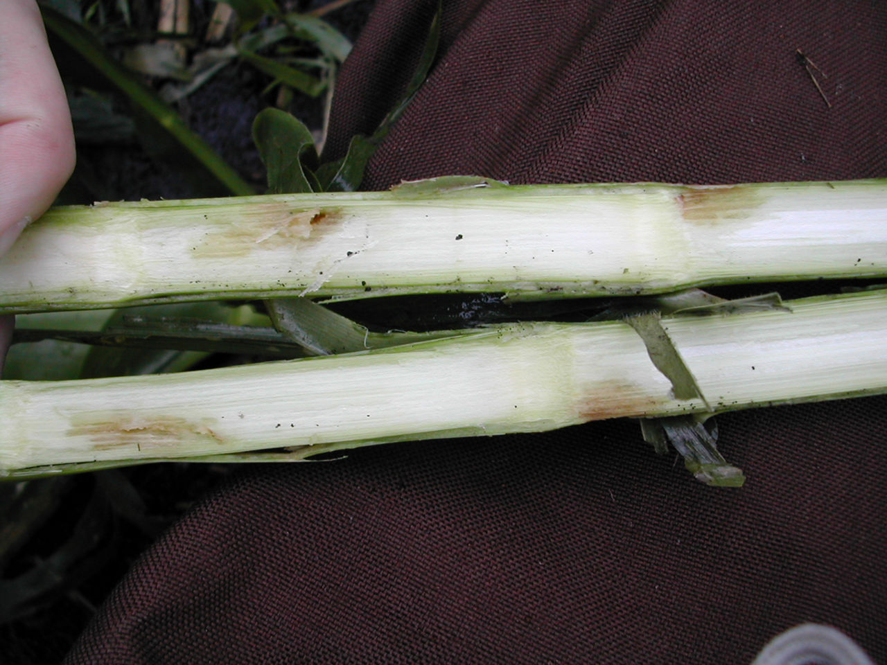 Pith showing discoloration resulting from hail stone hits on the stalk. 
