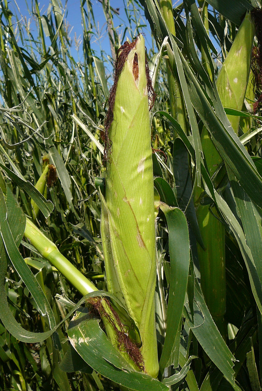 Figure 5. Husk showing bruises from hail. 