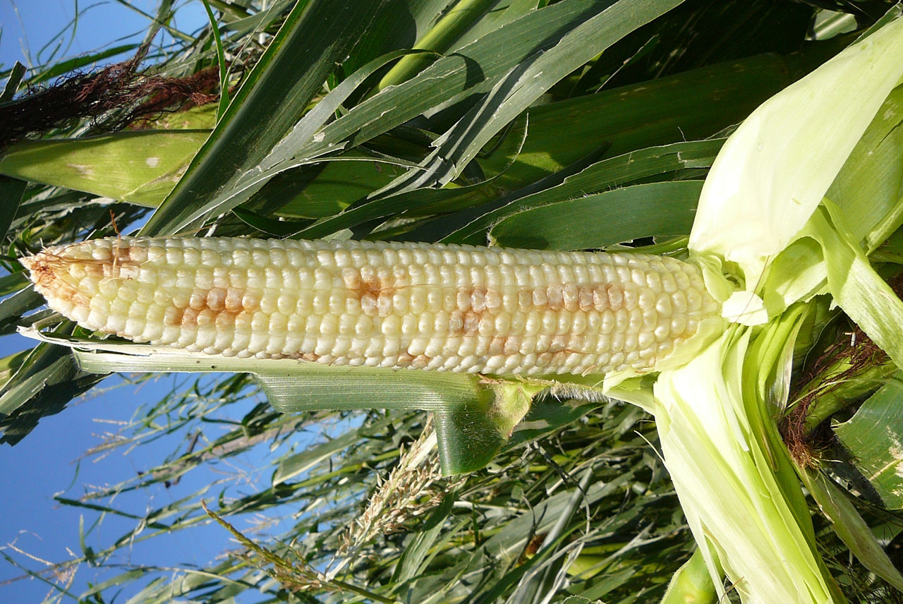 Figure 6. Hail damaged kernels. 