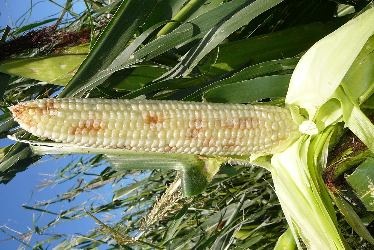 Figure 18. Kernel bruising from hail stones. Damaged kernels may be discolored and small, cease development, and/or become moldy.