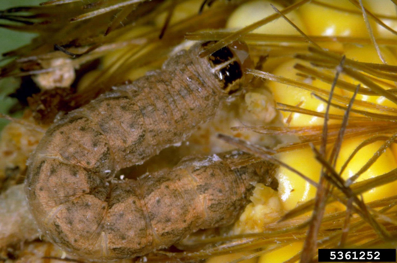 Western Bean Cutworm