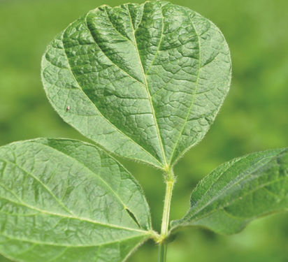 Figure 7. Soybean leaf displaying typical inward pulling of leaf tip caused by an acetochlor herbicide application.