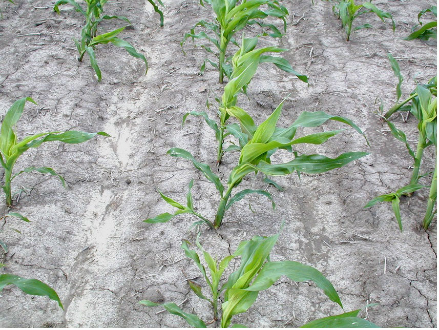 Figure 2. Bending or leaning of corn plants caused by a PGR herbicide. 