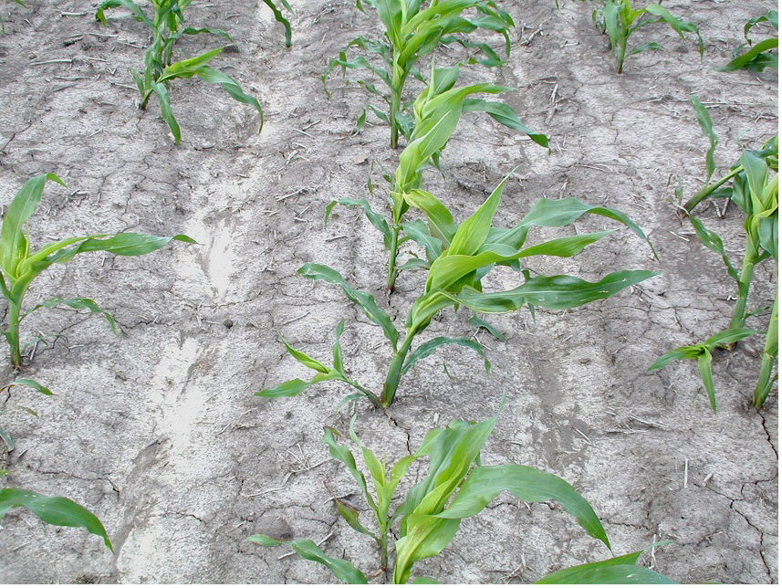 Figure 3. Leaning corn plants caused by a PGR herbicide application. 