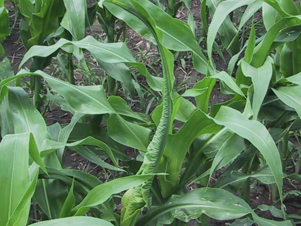 Figure 5. Rolled corn leaves caused by cold night-time temperatures followed by warm day-time temperatures (environmental wrap). 
