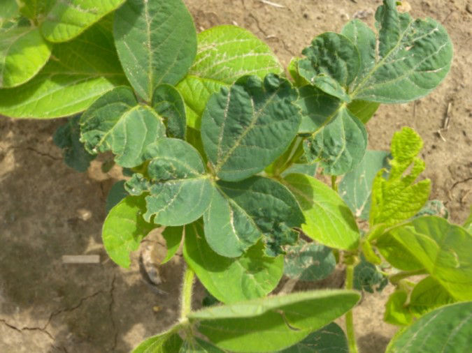 Figure 11. Leaf cupping caused by flumioxazin herbicide drift. 