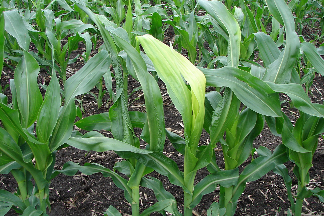 Figure 9. Yellow leaves after unfurling from environmental wrap event. 