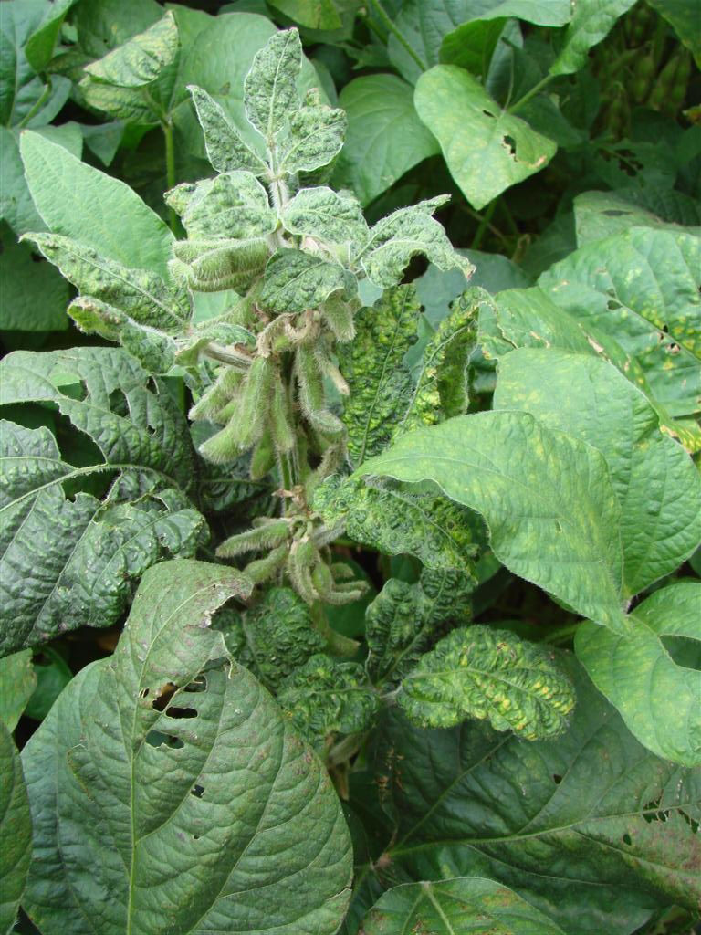 Figure 10. Soybean mosaic virus.