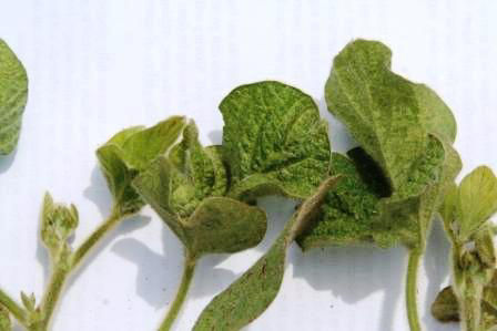Figure 12. Severe spider mite feeding resulting in cupped and deformed leaves.