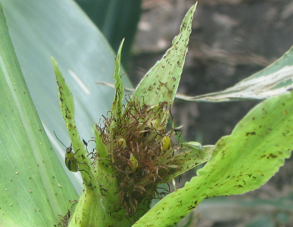 Figure 4. Corn rootworm beetles feeding on silks. 