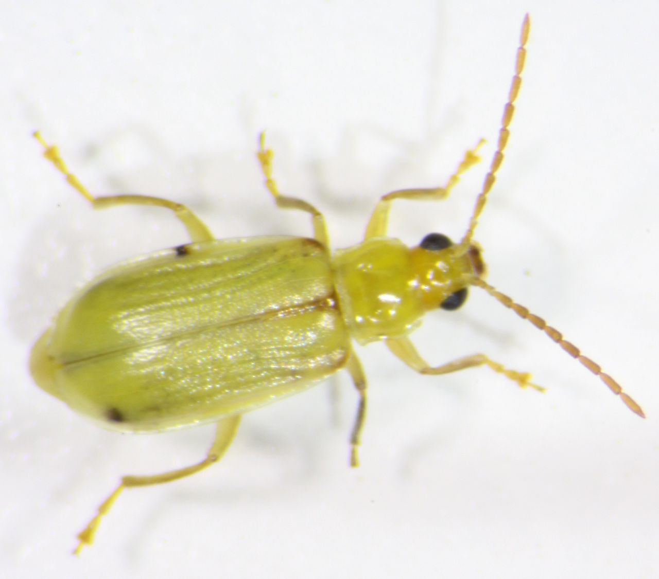 Northern Corn Rootworm - Adult 2