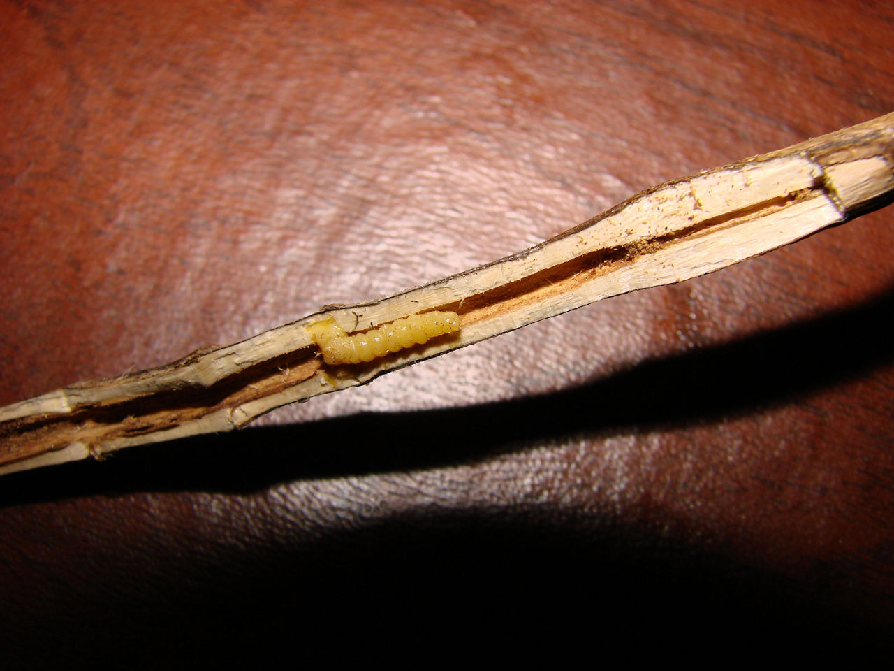 Dectes Stem Borer - in Soybean Stem