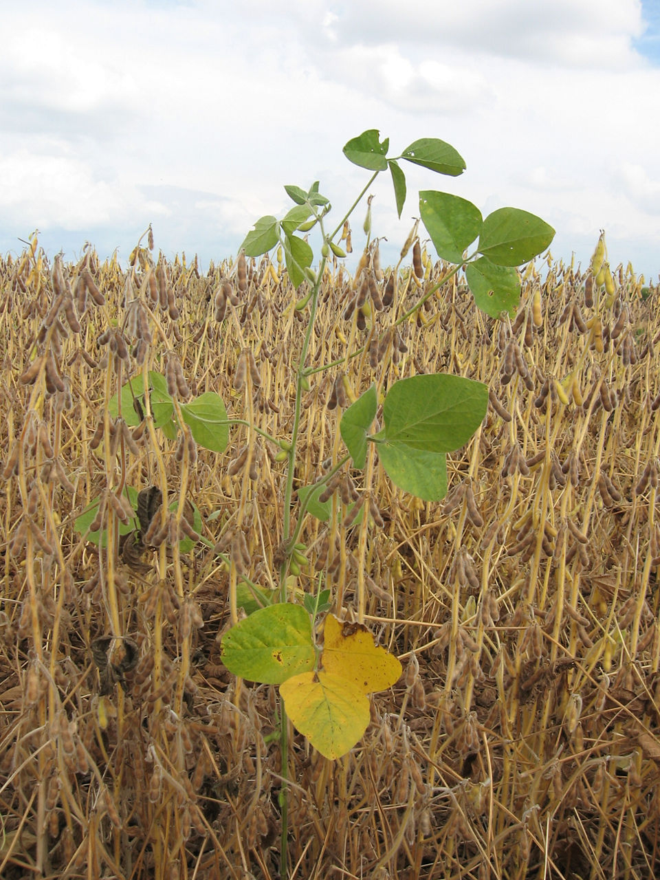Green stem and leaves in soybean crop. 