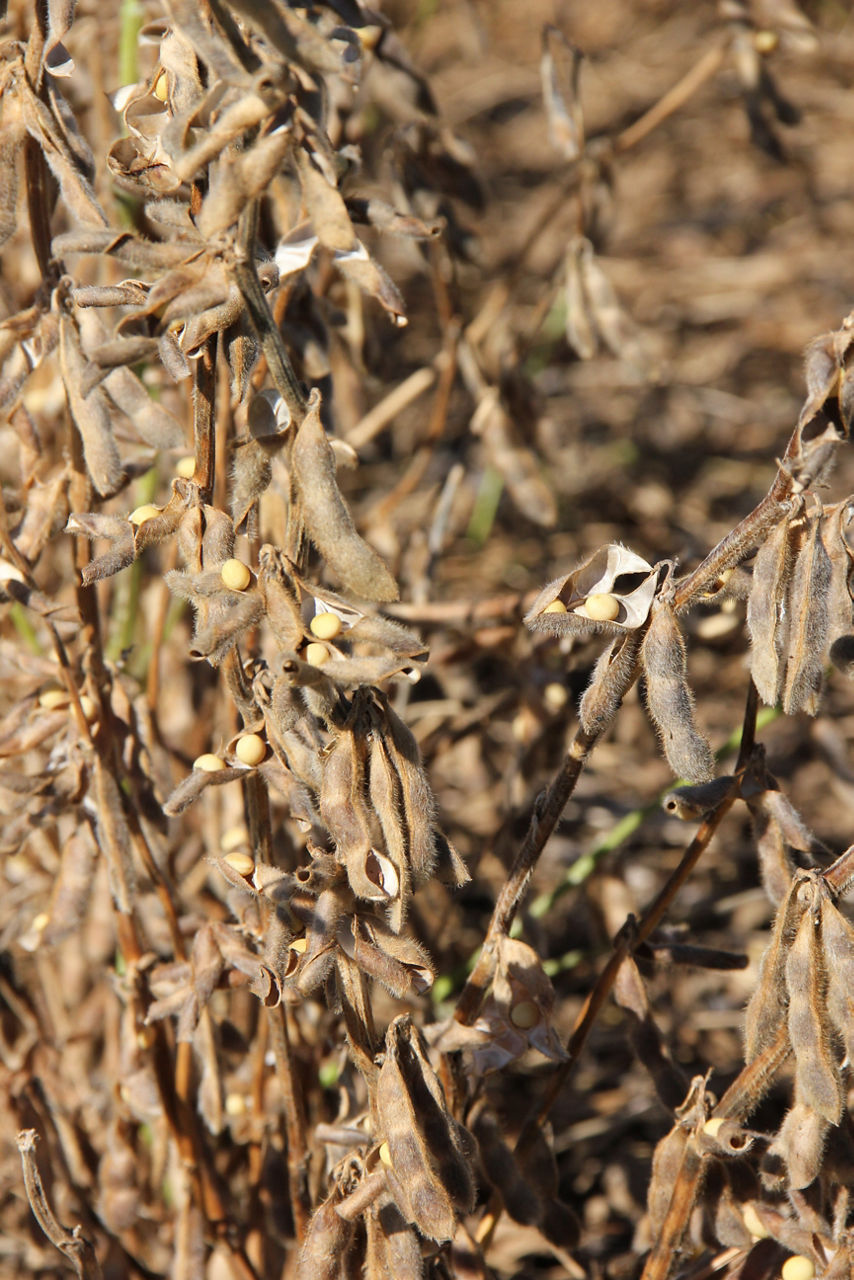 Soybean Pod Shatter image