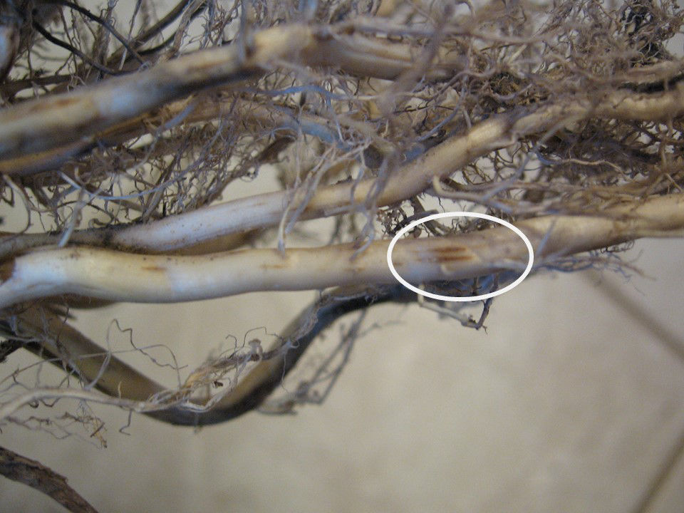 How to conduct root digs and evaluate corn rootworm feeding damage for economic impact