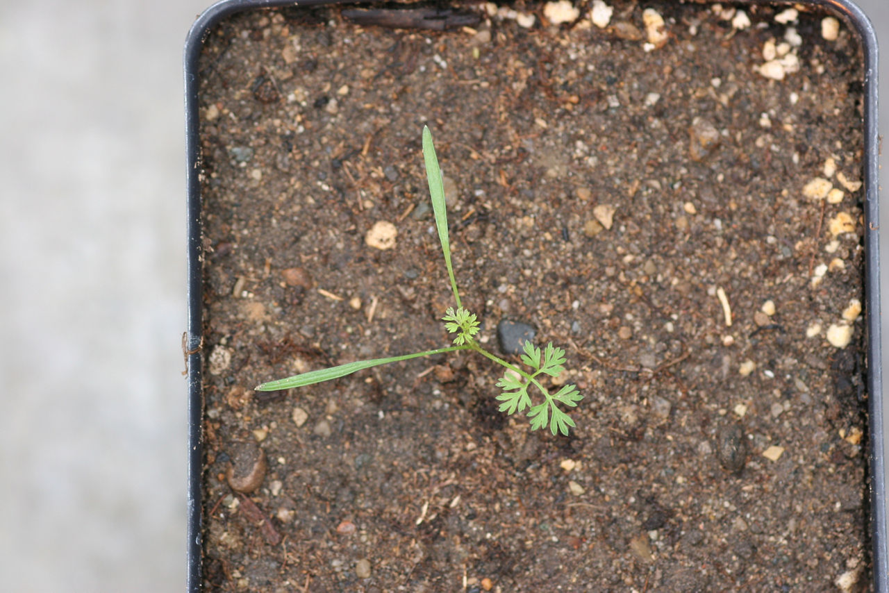 Wild carrot seedling
