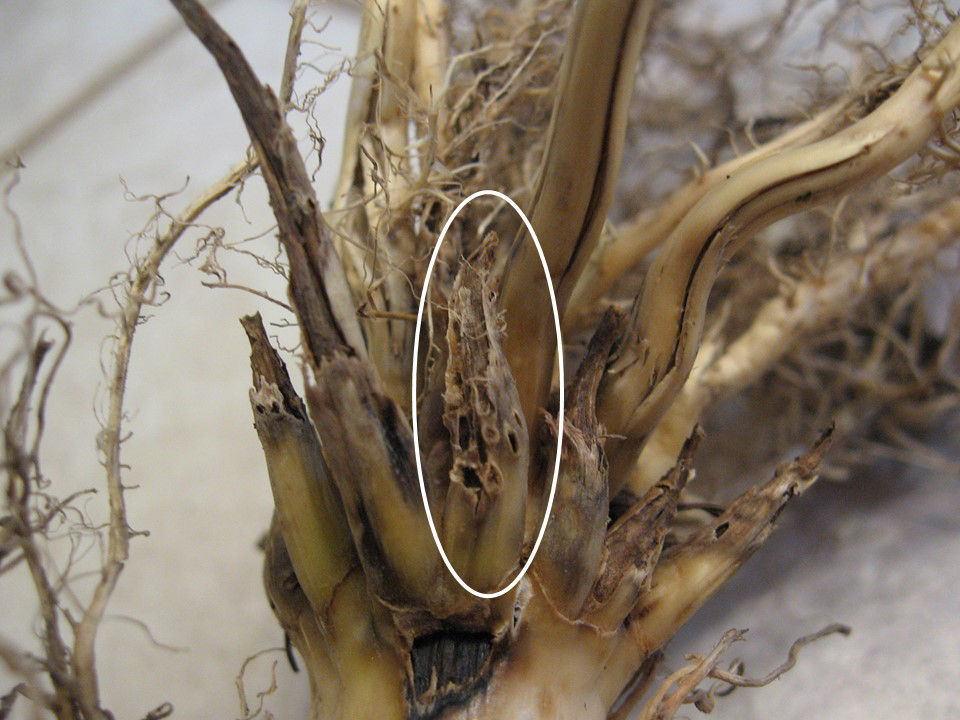 Heavy root feeding by CRW