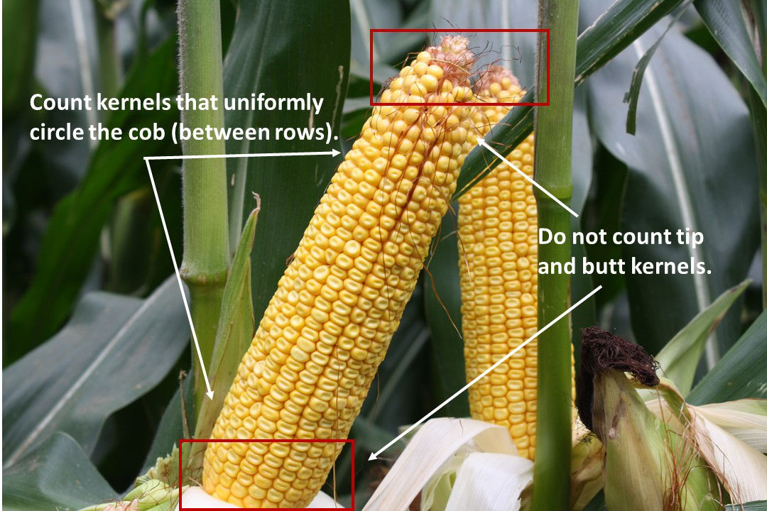 Figure 1. Example of normal ear and kernels to be counted. 