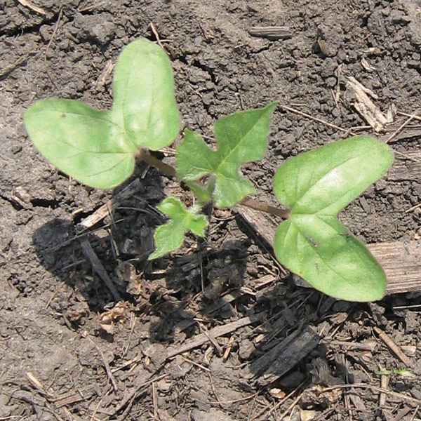 Morningglory species (ivyleaf morningglory pictured). Photo courtesy of Stephen Gower. 