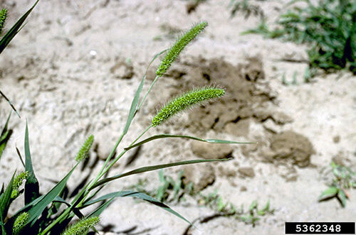 Green foxtail seedhead.