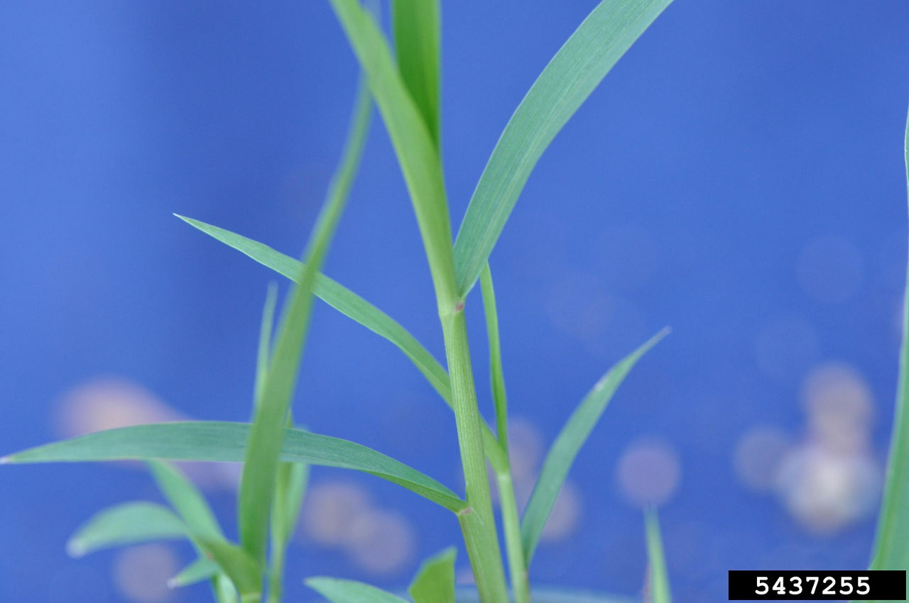 Green foxtail. Photo courtesy of Bruce Ackley, The Ohio State University, Bugwood.org. 
