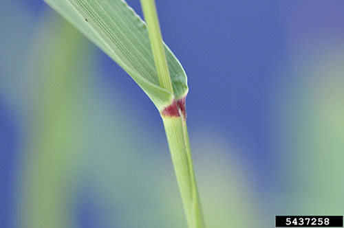 Green foxtail hairy ligule