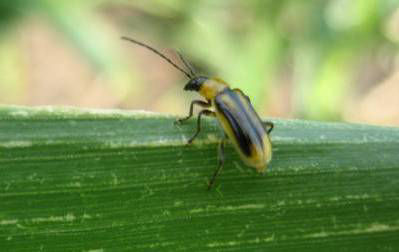 Western corn rootworm male with nearly black wings.