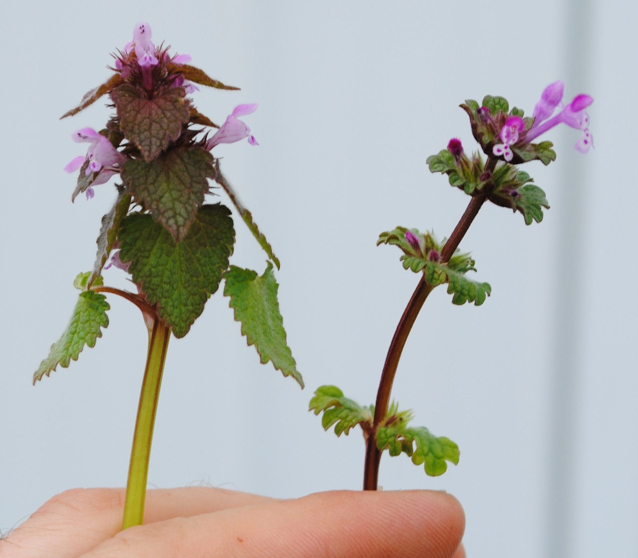 Purple deadnettle (left) compared with henbit (right).