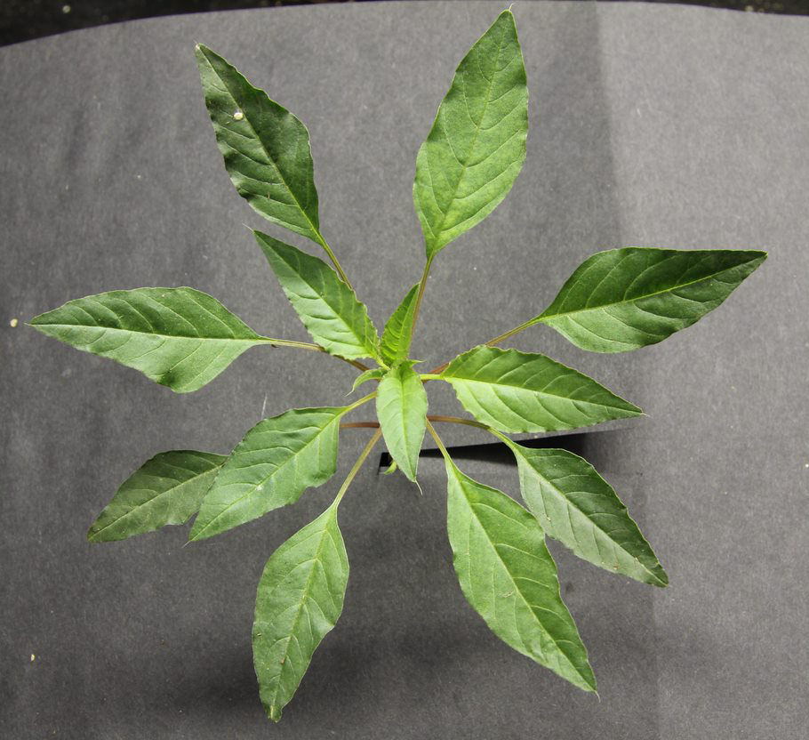 Figure 2. Palmer amaranth leaf structure.