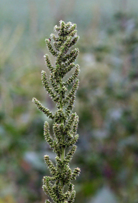 Smooth pigweed seedhead