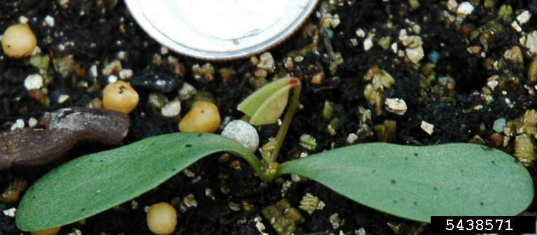 Wild buckwheat seedling.