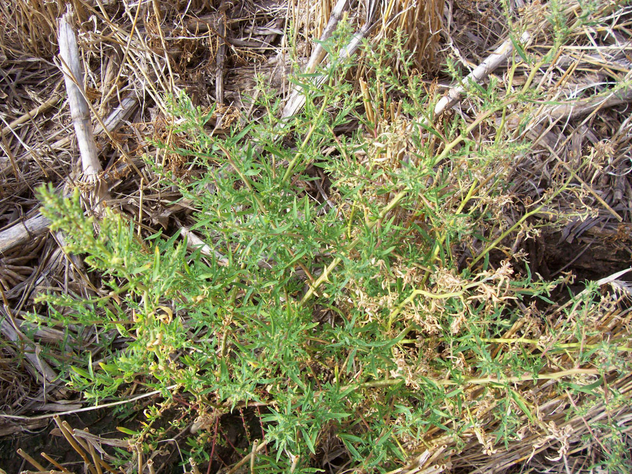 Kochia Kochia plant