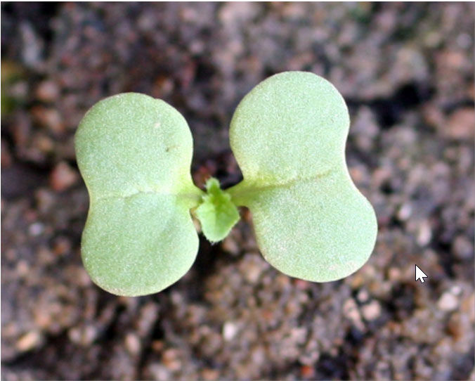 Wild mustard cotyledon with first leaf emerging