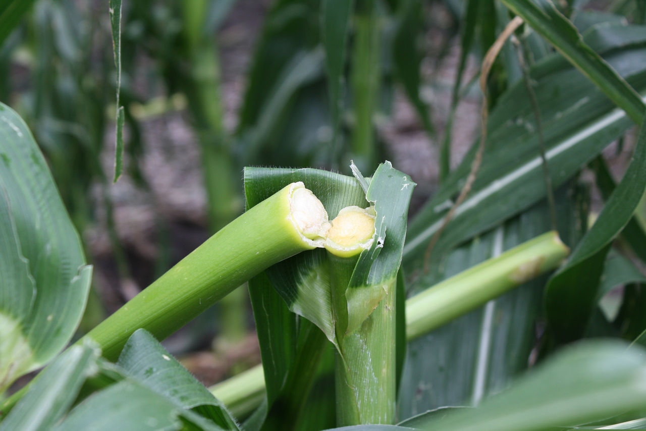 Green Snap - Post Pollination 8