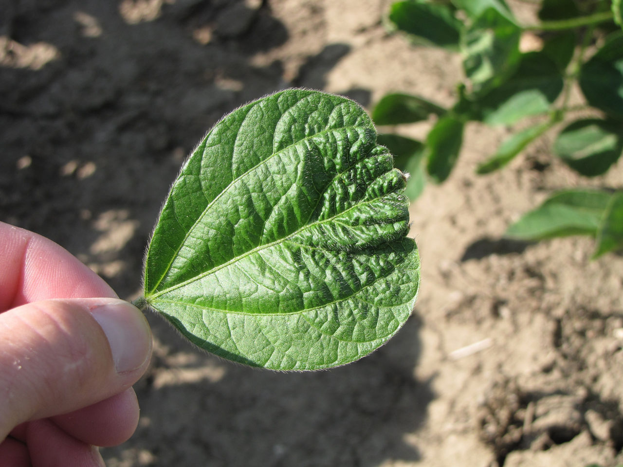 Acetochlor injury to soybean.