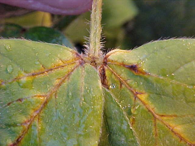 ALS injury to soybean. 