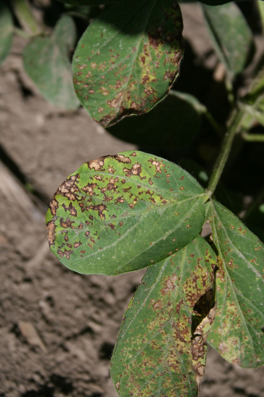 Leaf speckling caused by lactofen injury to soybean. 