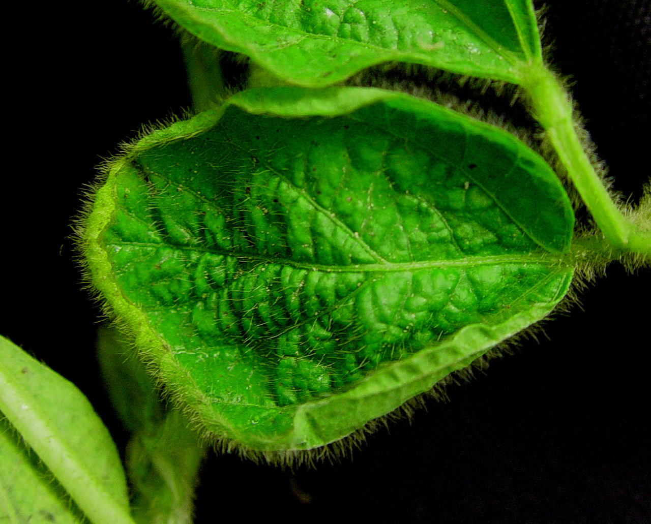 Dicamba injury to soybean.