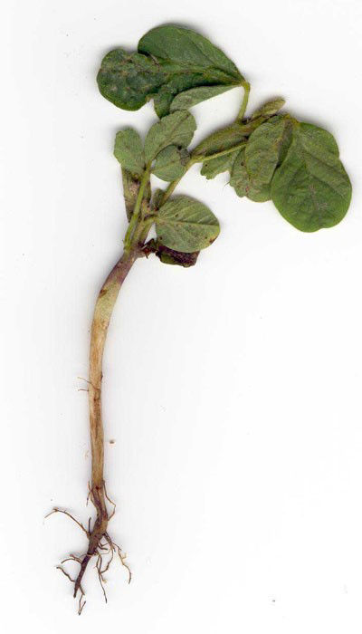 Excessive rates of dinitroaniline herbicides may result in seedling soybean with pruned roots and swollen or cracked hypocotyls. 