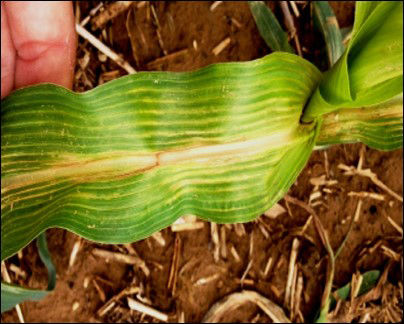 Corn injury from carryover of fomesafen. 